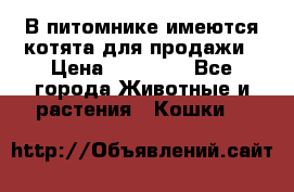 В питомнике имеются котята для продажи › Цена ­ 30 000 - Все города Животные и растения » Кошки   